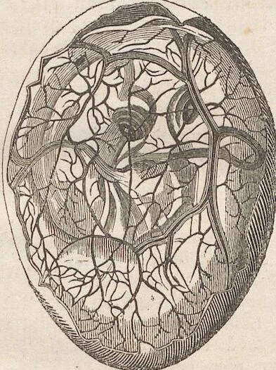 An illustration from Abbildungen zu Oken's Allgemeiner Naturgeschichte für alle Stände, 1843, leaf 103