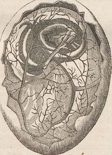An illustration from Abbildungen zu Oken's Allgemeiner Naturgeschichte für alle Stände, 1843, leaf 103