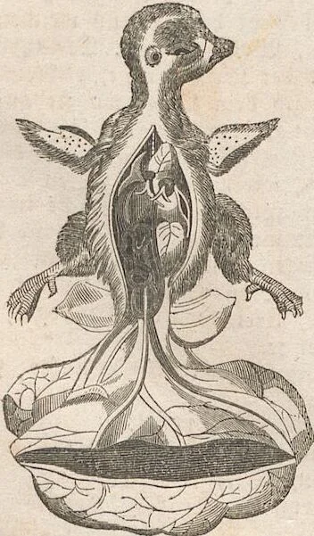 An illustration from Abbildungen zu Oken's Allgemeiner Naturgeschichte für alle Stände, 1843, leaf 103