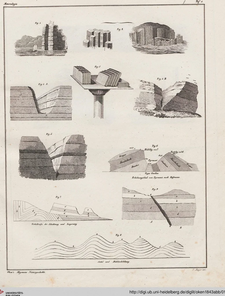An illustration from Abbildungen zu Oken's Allgemeiner Naturgeschichte für alle Stände, 1843, leaf 165
