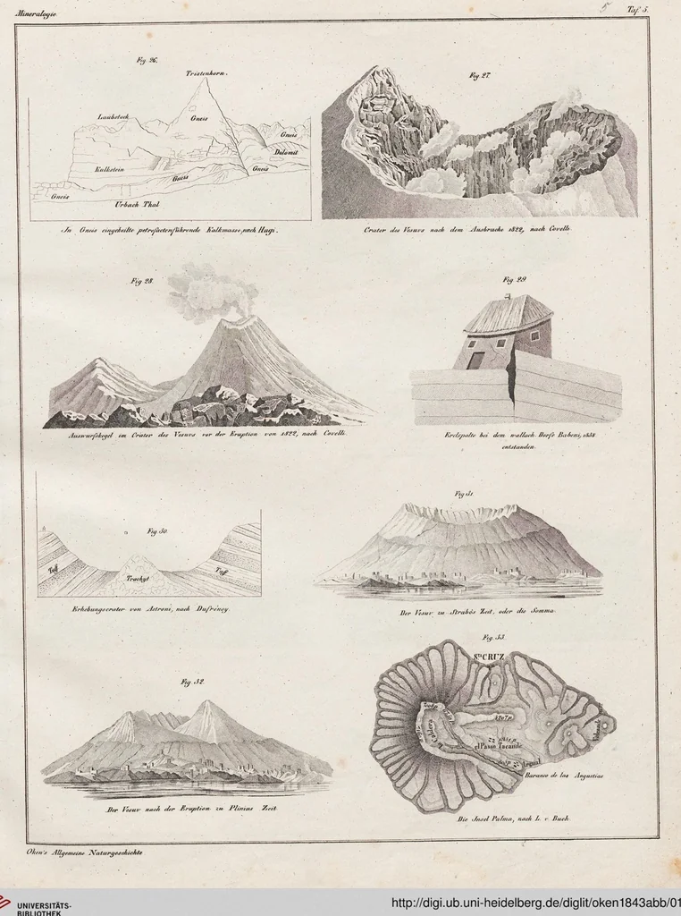 An illustration from Abbildungen zu Oken's Allgemeiner Naturgeschichte für alle Stände, 1843, leaf 169