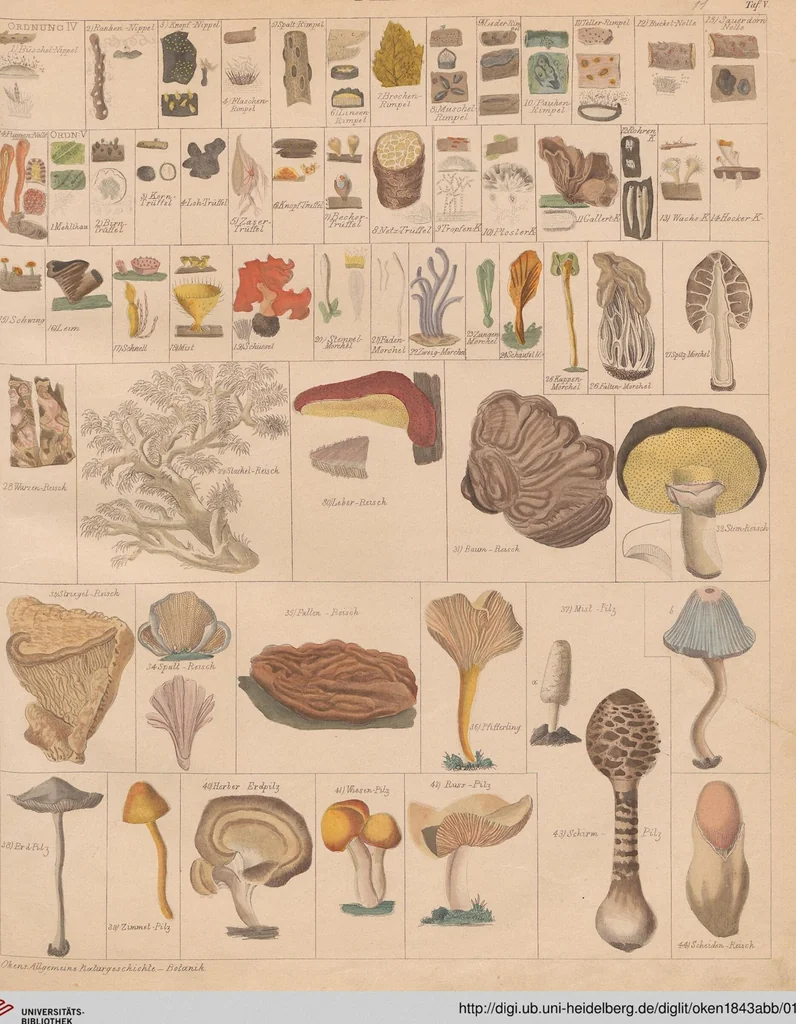 An illustration from Abbildungen zu Oken's Allgemeiner Naturgeschichte für alle Stände, 1843, leaf 175