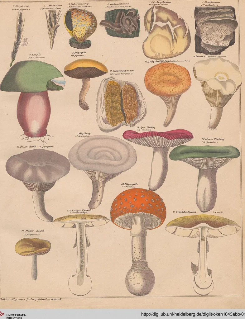 An illustration from Abbildungen zu Oken's Allgemeiner Naturgeschichte für alle Stände, 1843, leaf 177