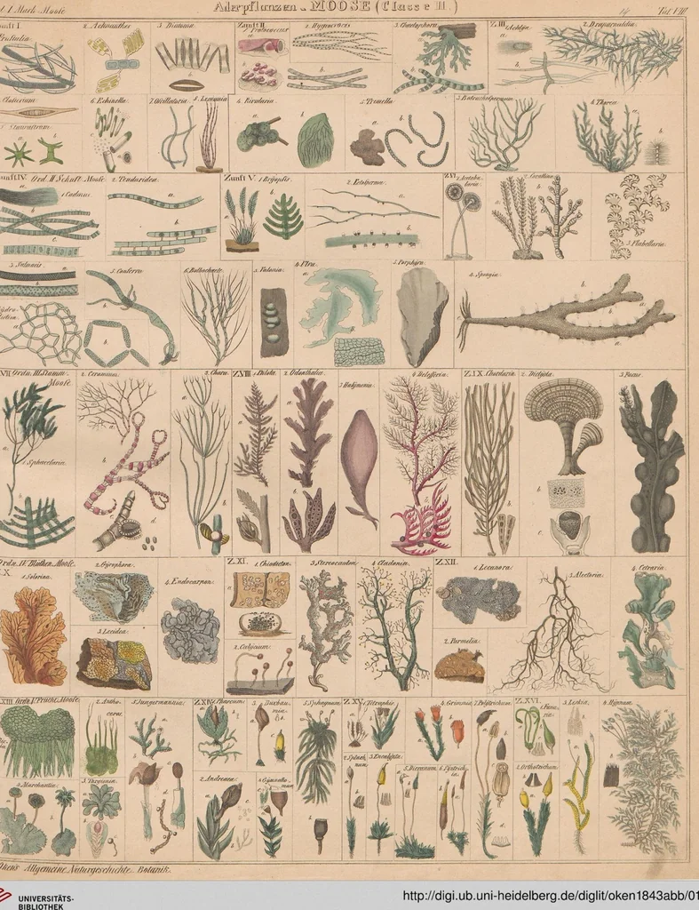 An illustration from Abbildungen zu Oken's Allgemeiner Naturgeschichte für alle Stände, 1843, leaf 178