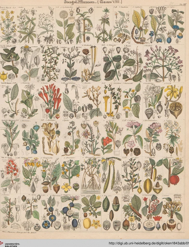 An illustration from Abbildungen zu Oken's Allgemeiner Naturgeschichte für alle Stände, 1843, leaf 184