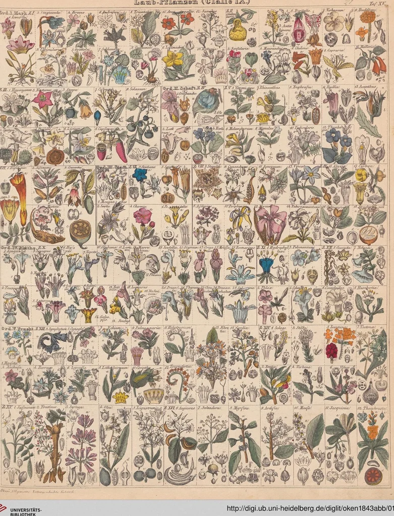 An illustration from Abbildungen zu Oken's Allgemeiner Naturgeschichte für alle Stände, 1843, leaf 185