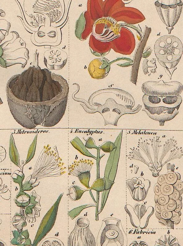 An illustration from Abbildungen zu Oken's Allgemeiner Naturgeschichte für alle Stände, 1843, leaf 191
