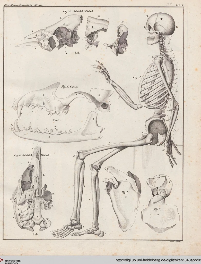 An illustration from Abbildungen zu Oken's Allgemeiner Naturgeschichte für alle Stände, 1843, leaf 194