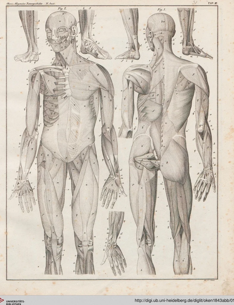 An illustration from Abbildungen zu Oken's Allgemeiner Naturgeschichte für alle Stände, 1843, leaf 195