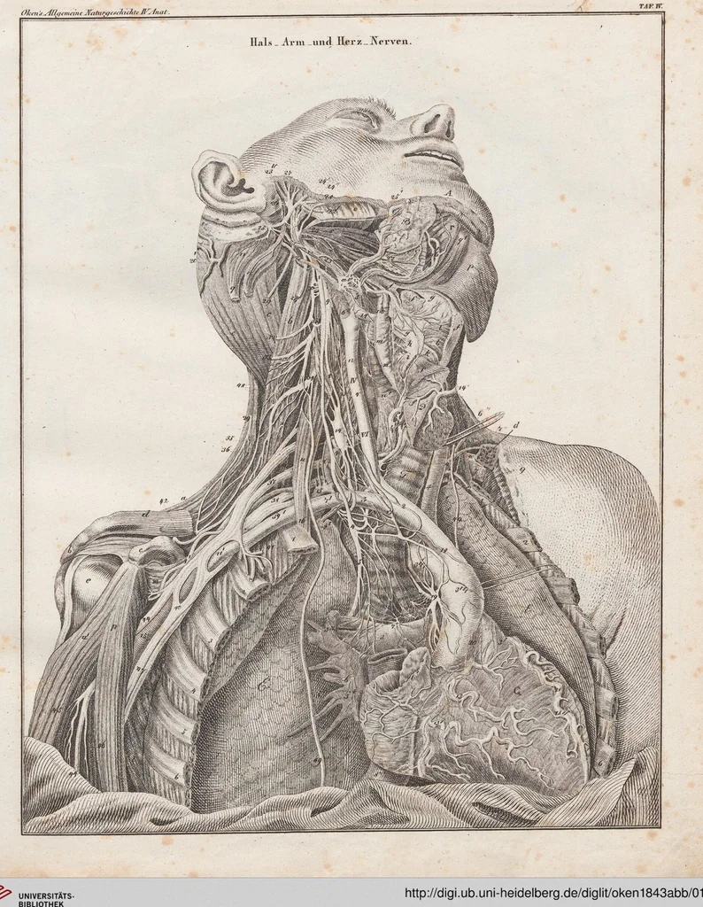 An illustration from Abbildungen zu Oken's Allgemeiner Naturgeschichte für alle Stände, 1843, leaf 196