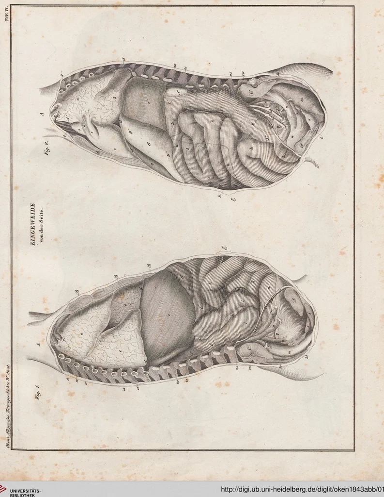 An illustration from Abbildungen zu Oken's Allgemeiner Naturgeschichte für alle Stände, 1843, leaf 198