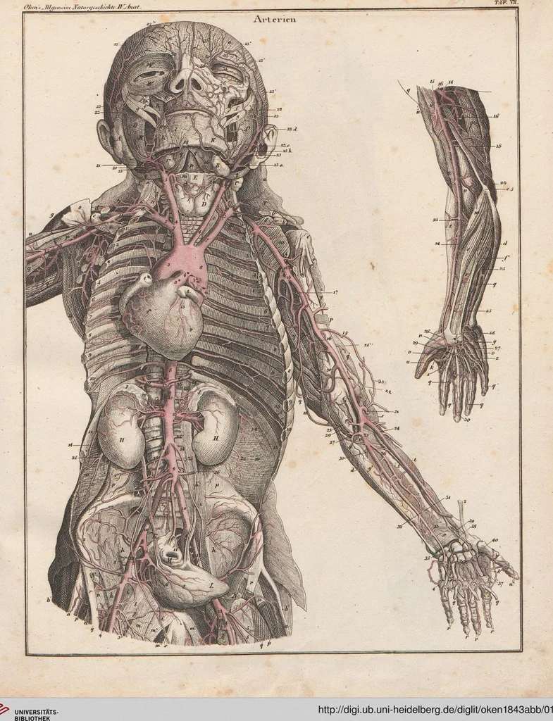 An illustration from Abbildungen zu Oken's Allgemeiner Naturgeschichte für alle Stände, 1843, leaf 199