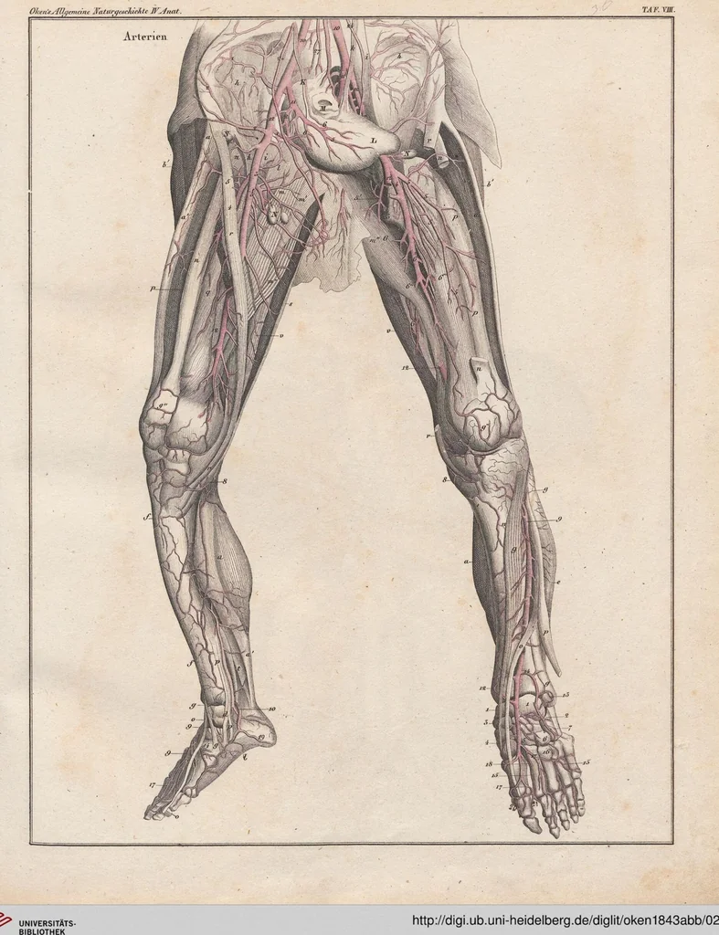 An illustration from Abbildungen zu Oken's Allgemeiner Naturgeschichte für alle Stände, 1843, leaf 200