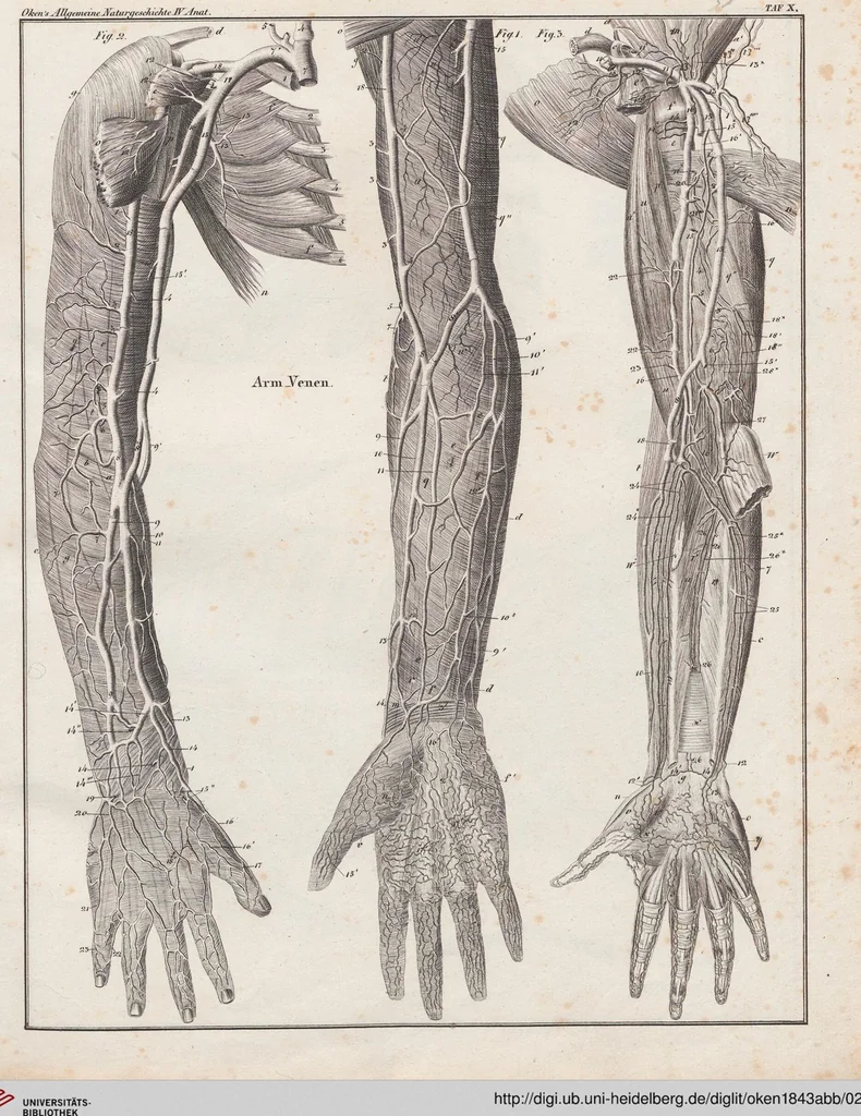 An illustration from Abbildungen zu Oken's Allgemeiner Naturgeschichte für alle Stände, 1843, leaf 202