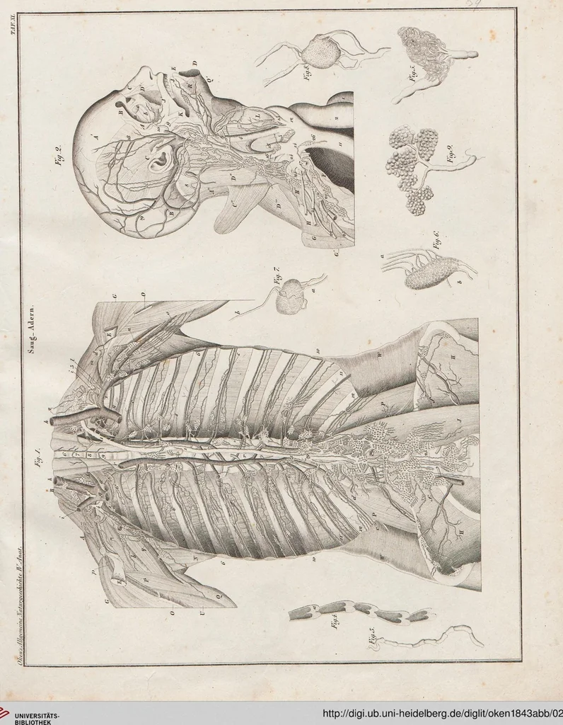 An illustration from Abbildungen zu Oken's Allgemeiner Naturgeschichte für alle Stände, 1843, leaf 203