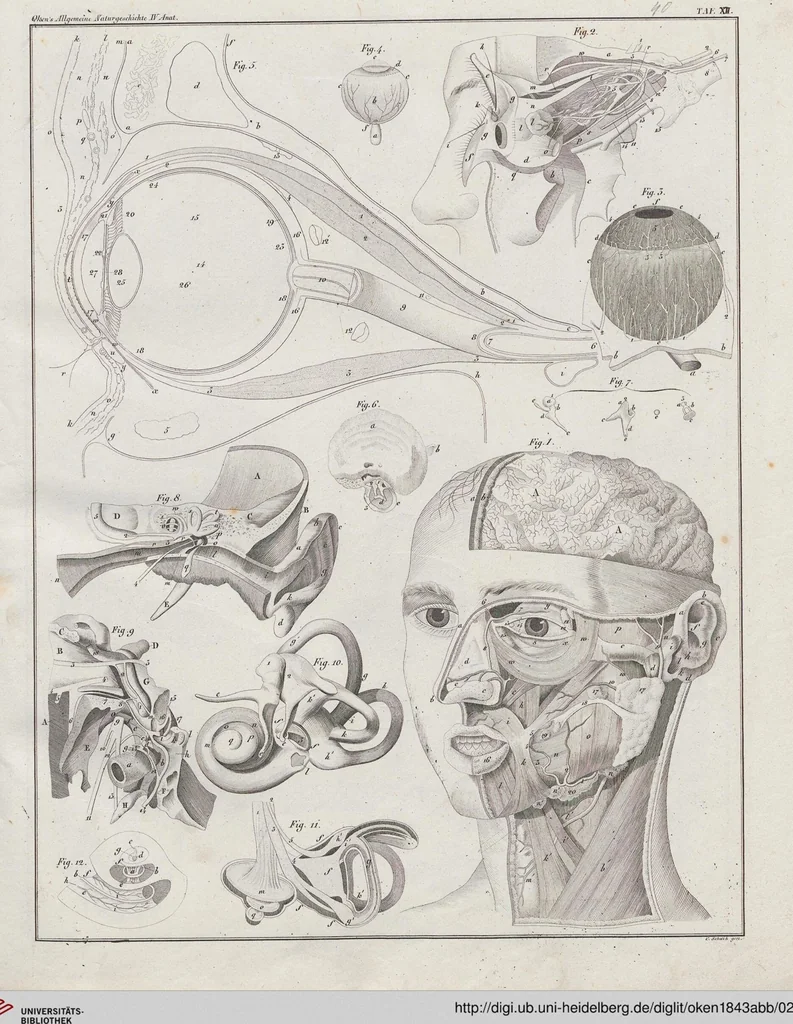 An illustration from Abbildungen zu Oken's Allgemeiner Naturgeschichte für alle Stände, 1843, leaf 204