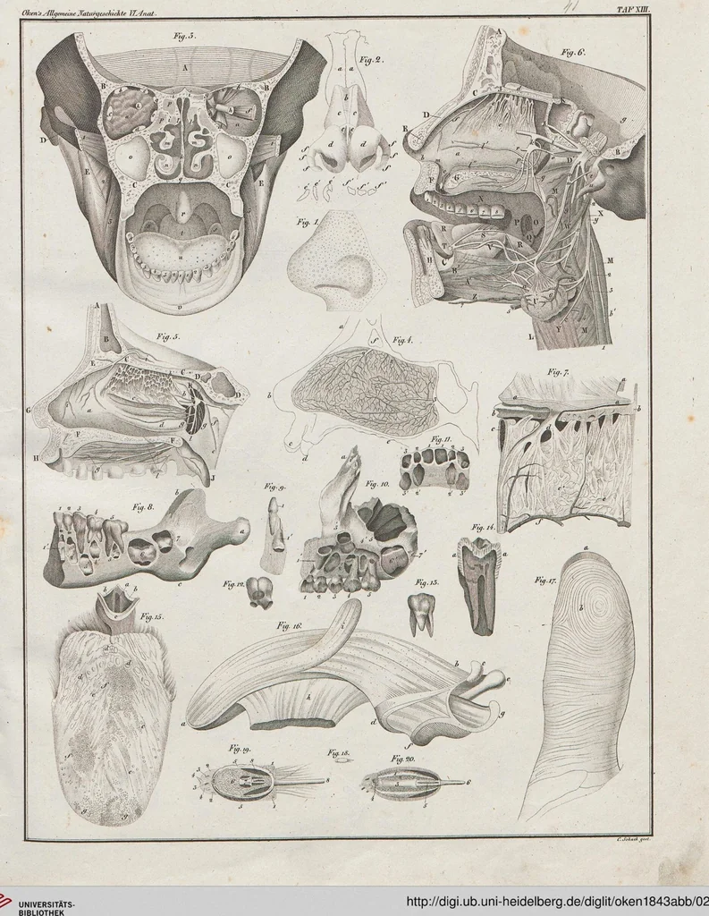 An illustration from Abbildungen zu Oken's Allgemeiner Naturgeschichte für alle Stände, 1843, leaf 205