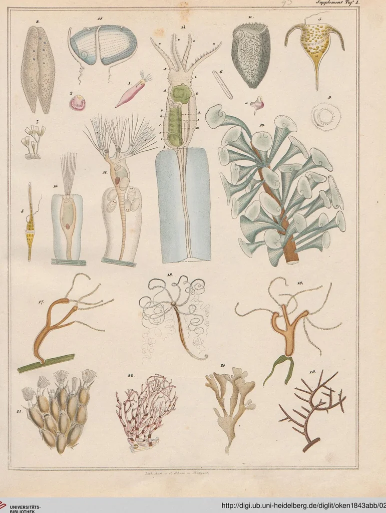An illustration from Abbildungen zu Oken's Allgemeiner Naturgeschichte für alle Stände, 1843, leaf 207
