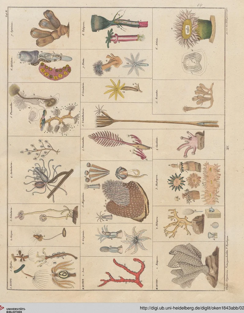 An illustration from Abbildungen zu Oken's Allgemeiner Naturgeschichte für alle Stände, 1843, leaf 208