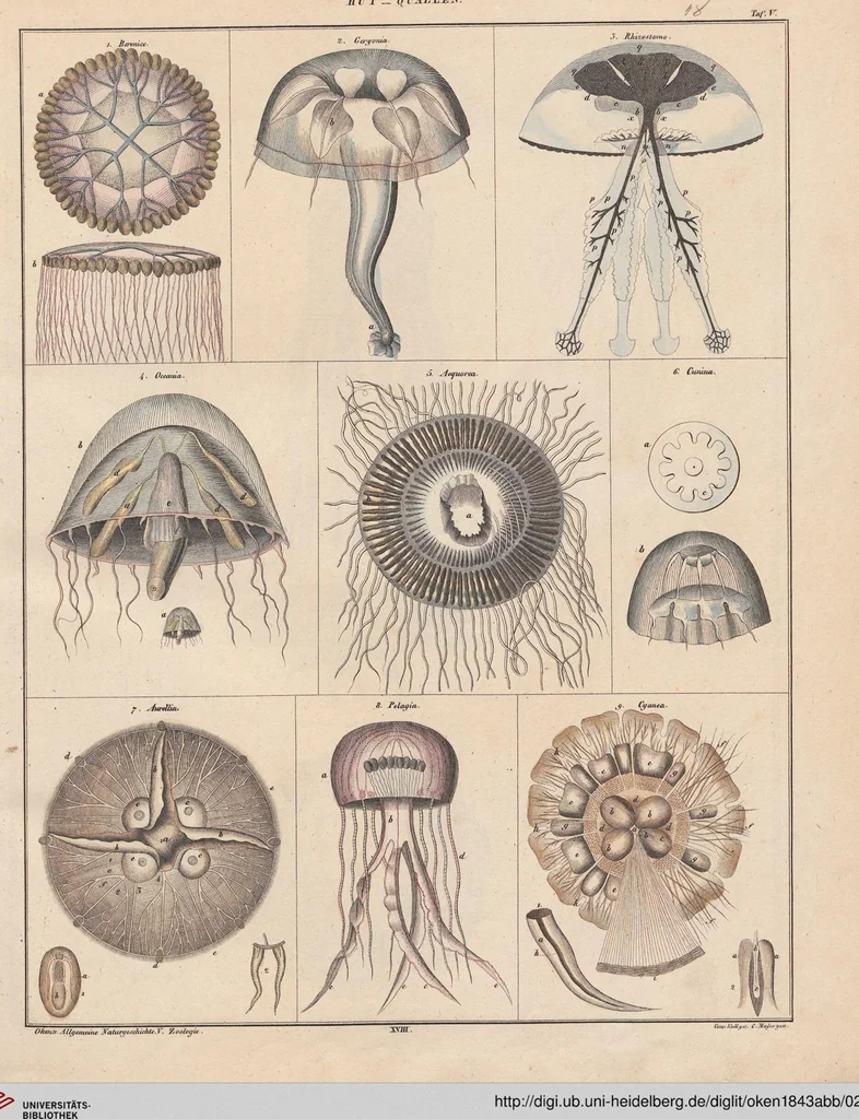 An illustration from Abbildungen zu Oken's Allgemeiner Naturgeschichte für alle Stände, 1843, leaf 212
