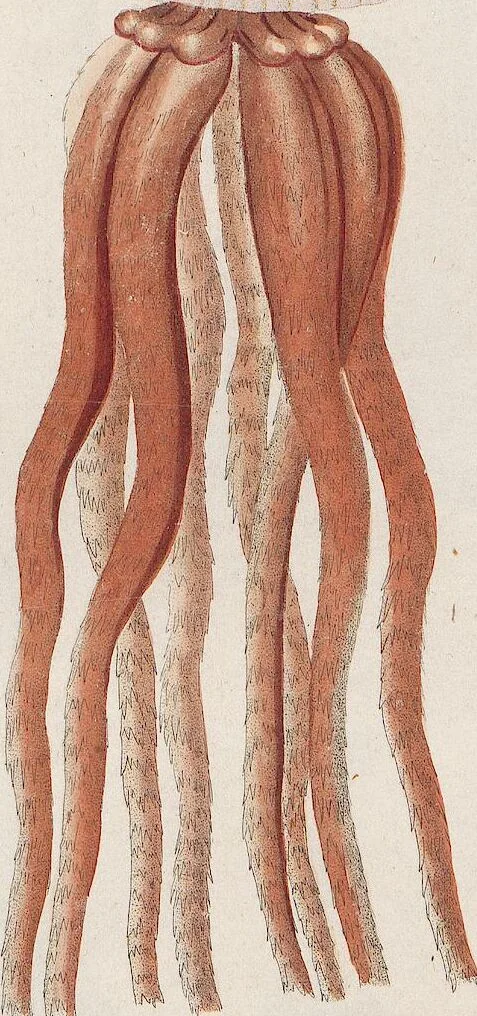 An illustration from Abbildungen zu Oken's Allgemeiner Naturgeschichte für alle Stände, 1843, leaf 213
