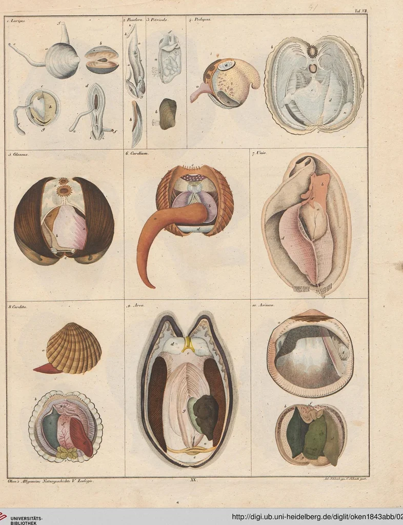 An illustration from Abbildungen zu Oken's Allgemeiner Naturgeschichte für alle Stände, 1843, leaf 215
