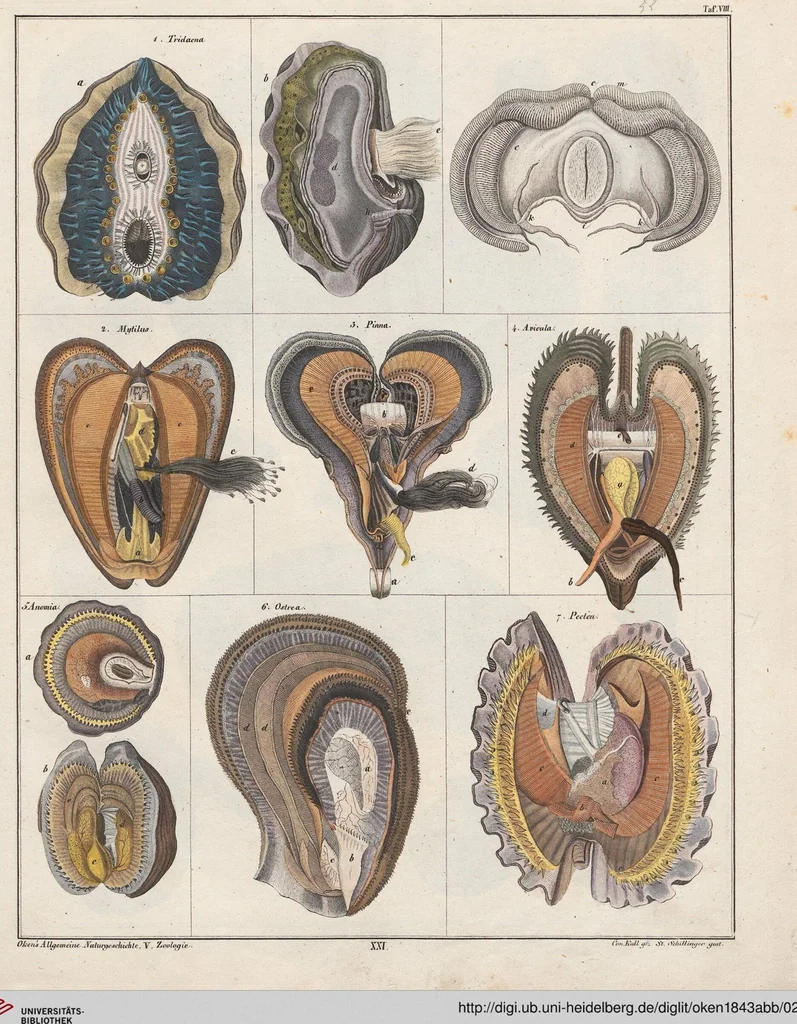 An illustration from Abbildungen zu Oken's Allgemeiner Naturgeschichte für alle Stände, 1843, leaf 216