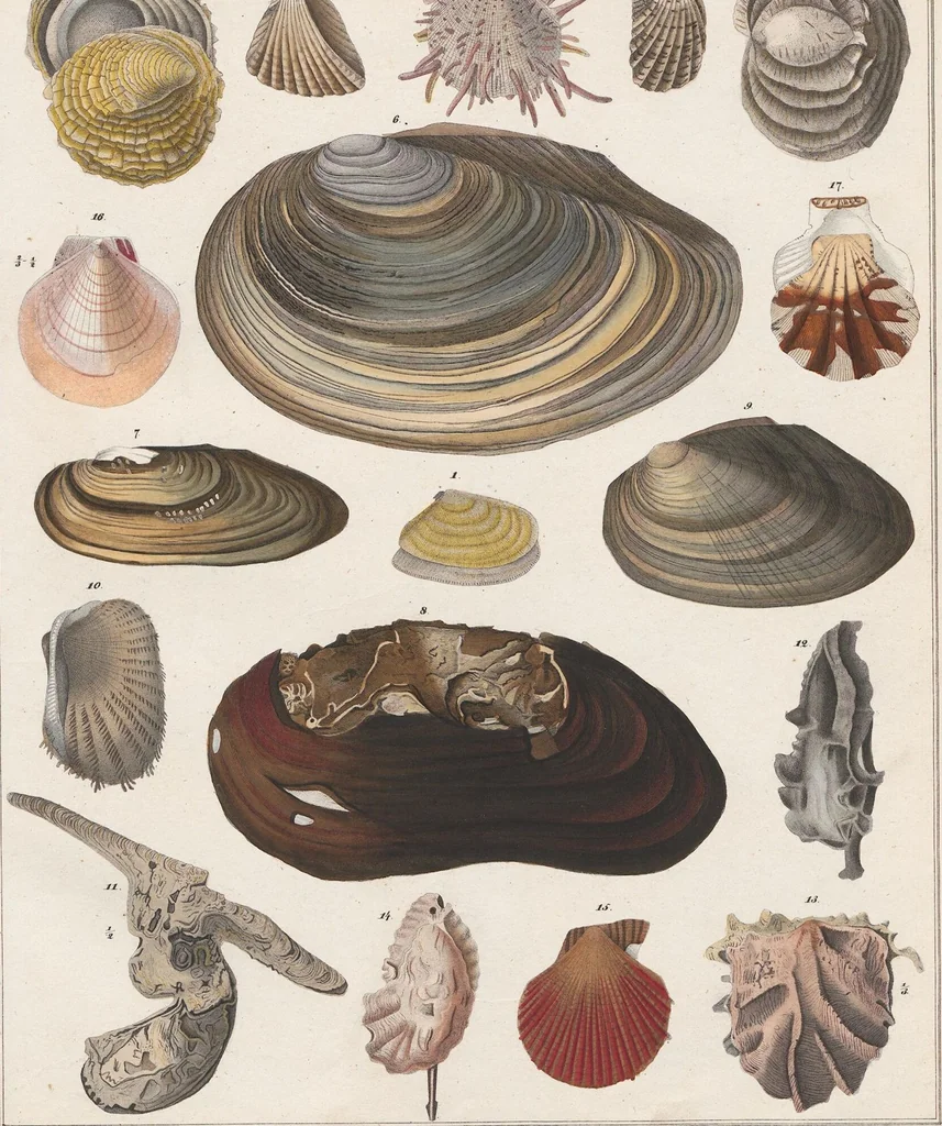 An illustration from Abbildungen zu Oken's Allgemeiner Naturgeschichte für alle Stände, 1843, leaf 217