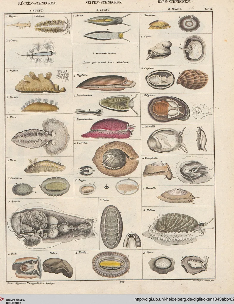 An illustration from Abbildungen zu Oken's Allgemeiner Naturgeschichte für alle Stände, 1843, leaf 218