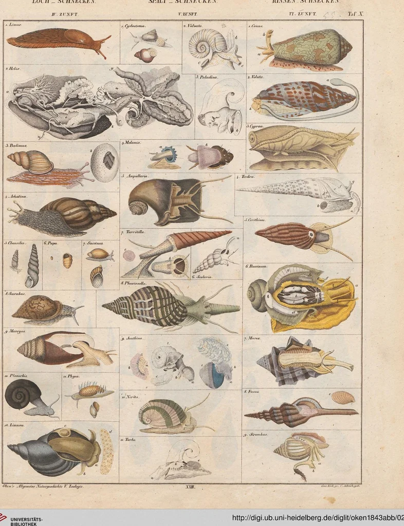 An illustration from Abbildungen zu Oken's Allgemeiner Naturgeschichte für alle Stände, 1843, leaf 219