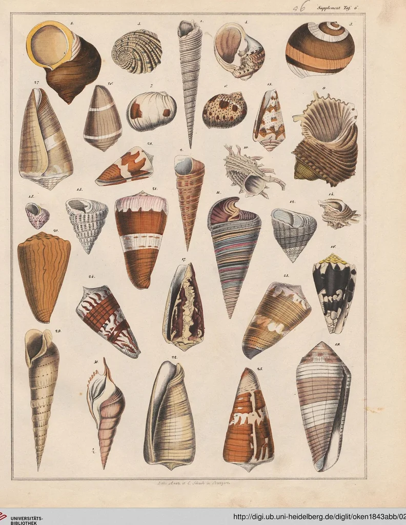 An illustration from Abbildungen zu Oken's Allgemeiner Naturgeschichte für alle Stände, 1843, leaf 221