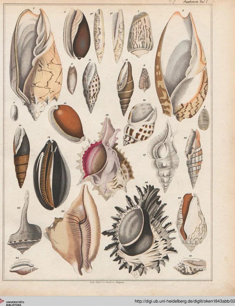 An illustration from Abbildungen zu Oken's Allgemeiner Naturgeschichte für alle Stände, 1843, leaf 222