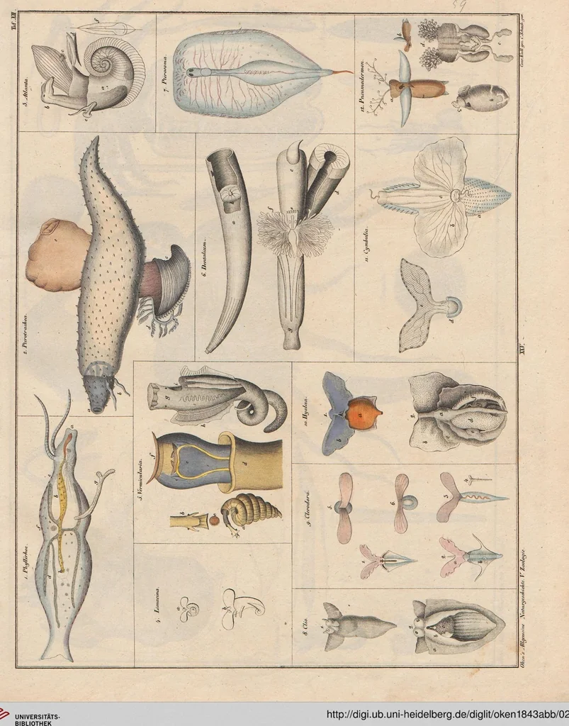 An illustration from Abbildungen zu Oken's Allgemeiner Naturgeschichte für alle Stände, 1843, leaf 224