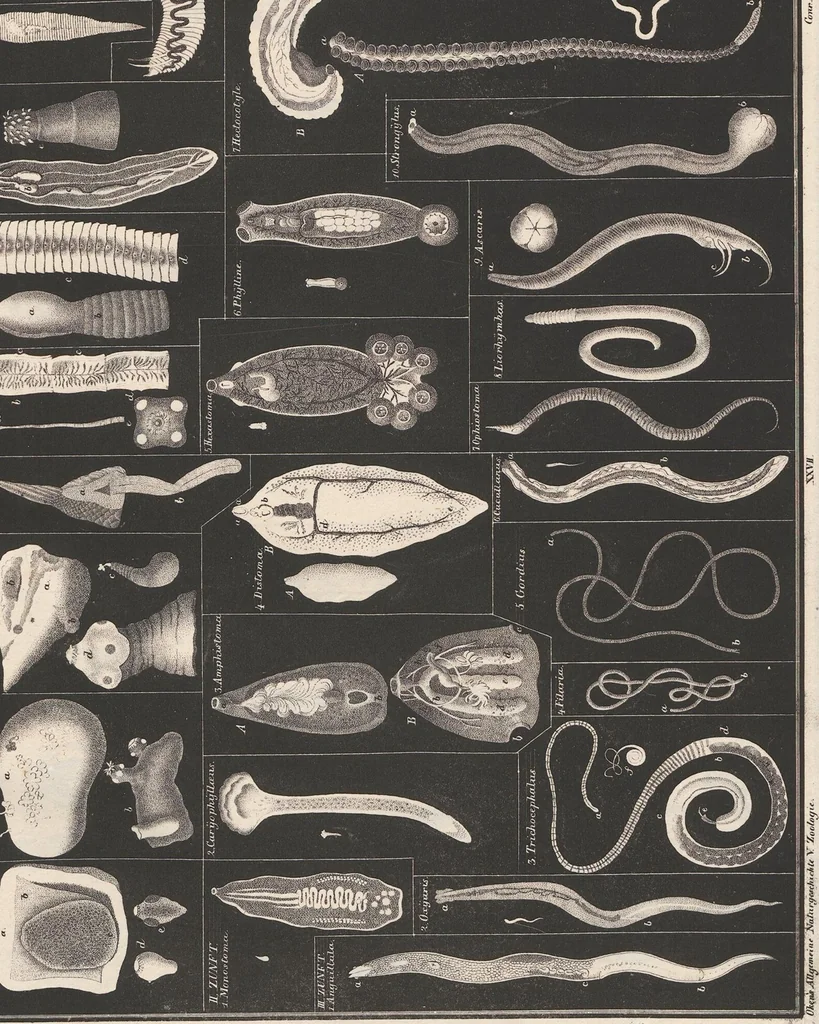 An illustration from Abbildungen zu Oken's Allgemeiner Naturgeschichte für alle Stände, 1843, leaf 226
