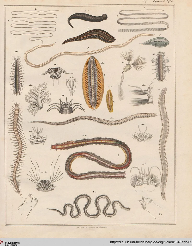 An illustration from Abbildungen zu Oken's Allgemeiner Naturgeschichte für alle Stände, 1843, leaf 229