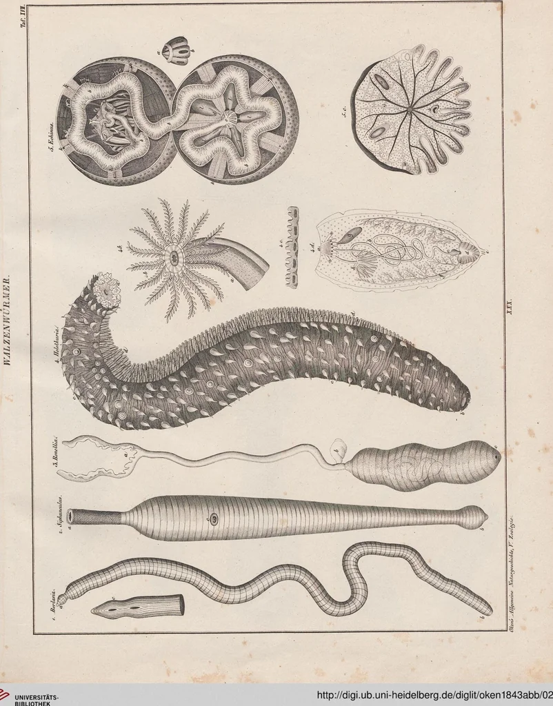 An illustration from Abbildungen zu Oken's Allgemeiner Naturgeschichte für alle Stände, 1843, leaf 230