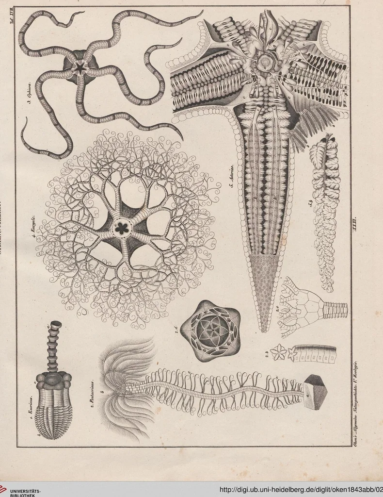 An illustration from Abbildungen zu Oken's Allgemeiner Naturgeschichte für alle Stände, 1843, leaf 232