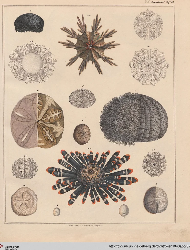 An illustration from Abbildungen zu Oken's Allgemeiner Naturgeschichte für alle Stände, 1843, leaf 233