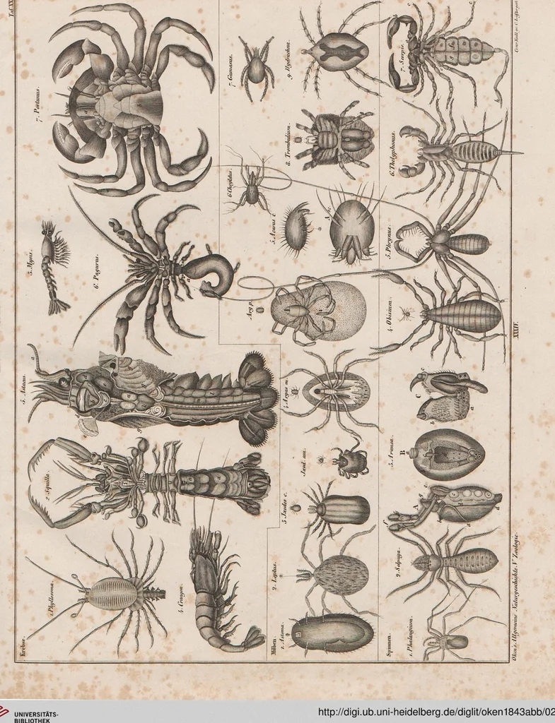 An illustration from Abbildungen zu Oken's Allgemeiner Naturgeschichte für alle Stände, 1843, leaf 236