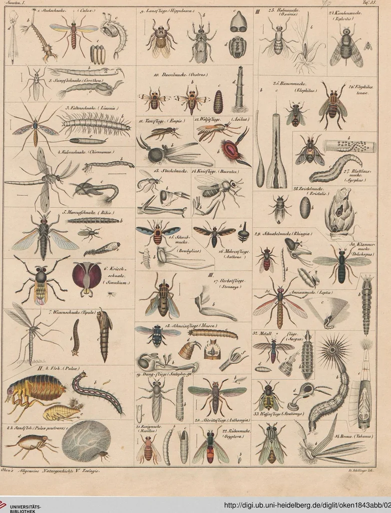 An illustration from Abbildungen zu Oken's Allgemeiner Naturgeschichte für alle Stände, 1843, leaf 238