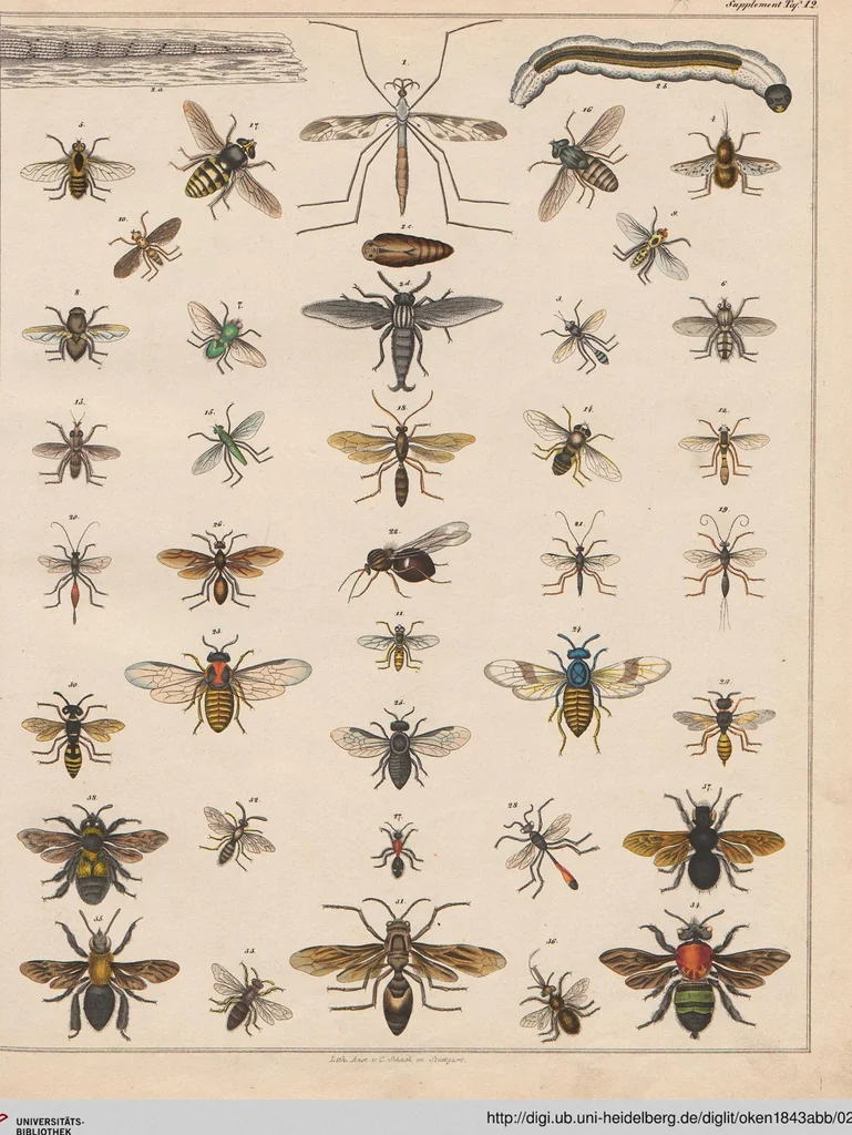 An illustration from Abbildungen zu Oken's Allgemeiner Naturgeschichte für alle Stände, 1843, leaf 240