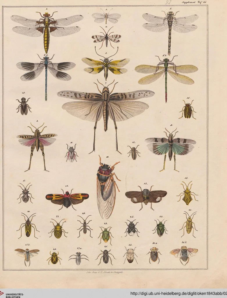 An illustration from Abbildungen zu Oken's Allgemeiner Naturgeschichte für alle Stände, 1843, leaf 247
