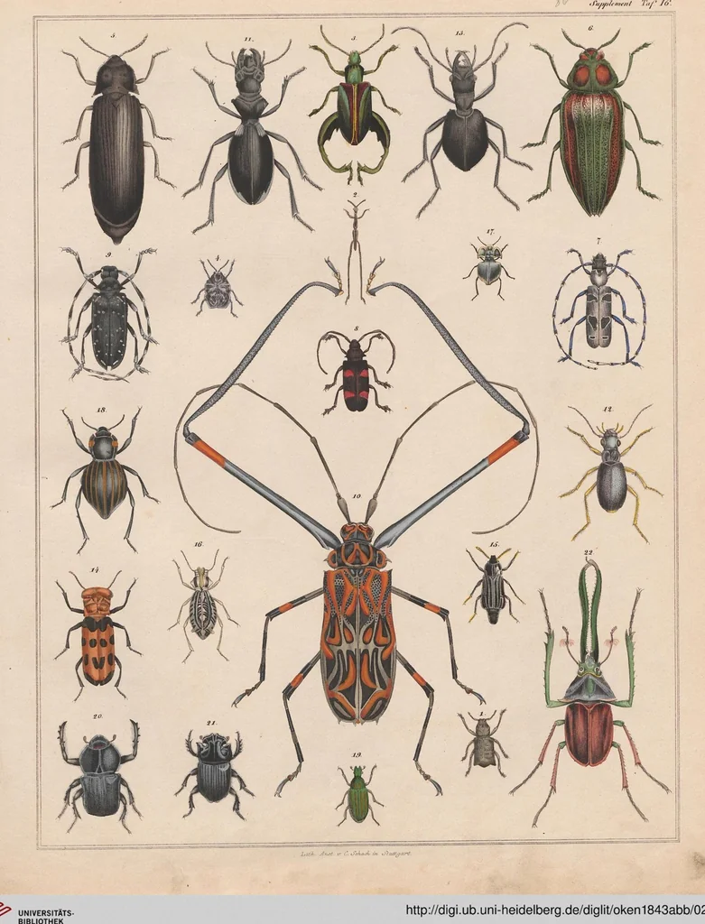 An illustration from Abbildungen zu Oken's Allgemeiner Naturgeschichte für alle Stände, 1843, leaf 251