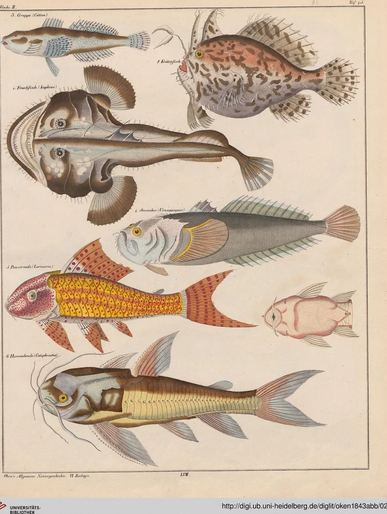An illustration from Abbildungen zu Oken's Allgemeiner Naturgeschichte für alle Stände, 1843, leaf 255