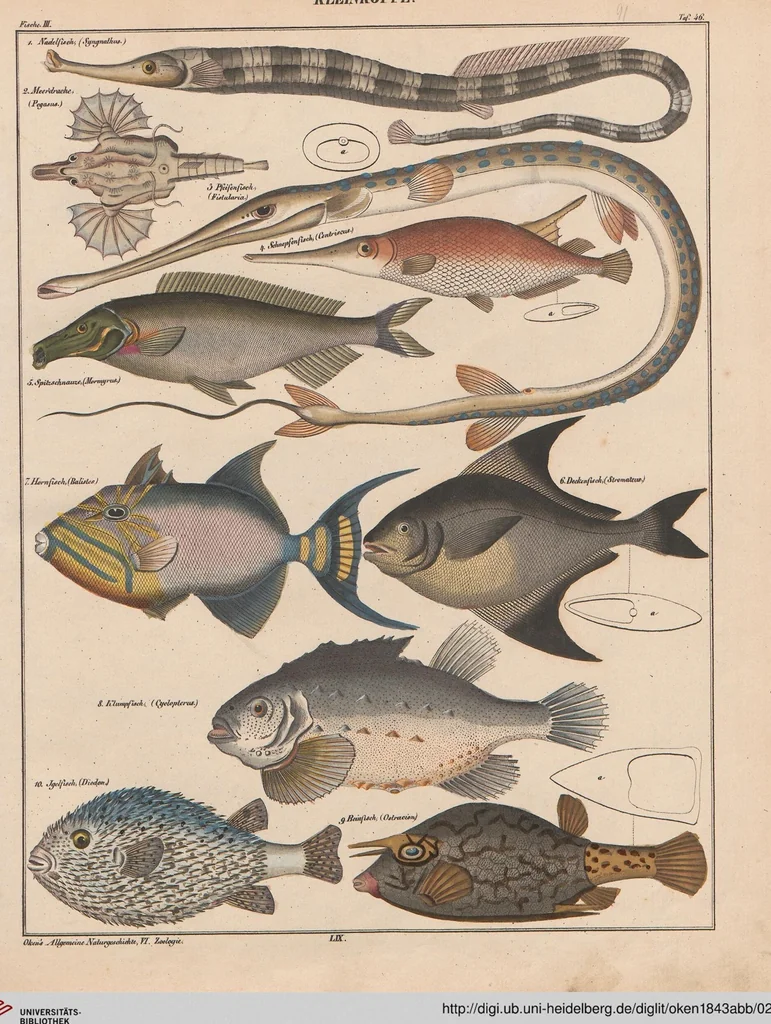 An illustration from Abbildungen zu Oken's Allgemeiner Naturgeschichte für alle Stände, 1843, leaf 256