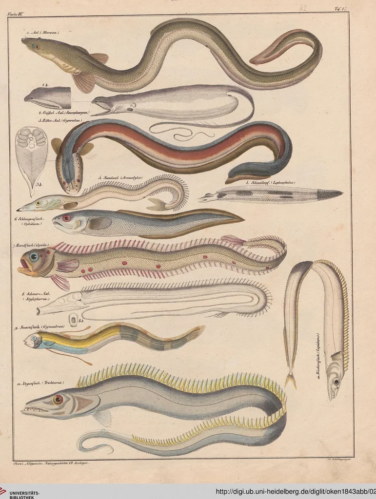 An illustration from Abbildungen zu Oken's Allgemeiner Naturgeschichte für alle Stände, 1843, leaf 257