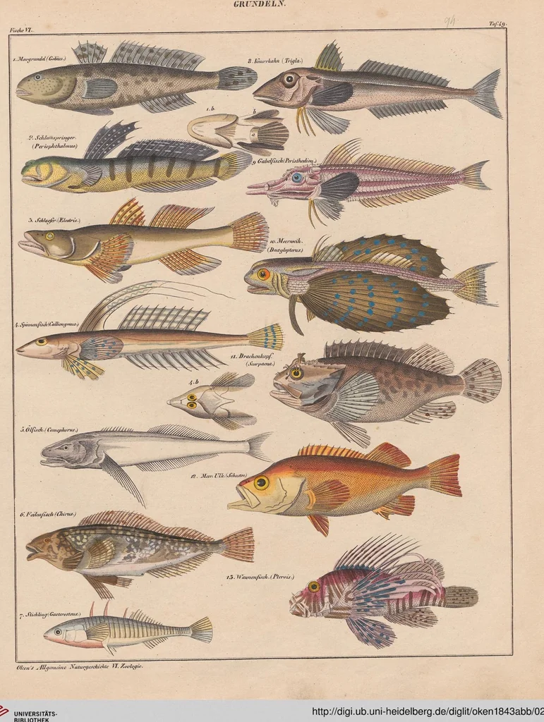 An illustration from Abbildungen zu Oken's Allgemeiner Naturgeschichte für alle Stände, 1843, leaf 259