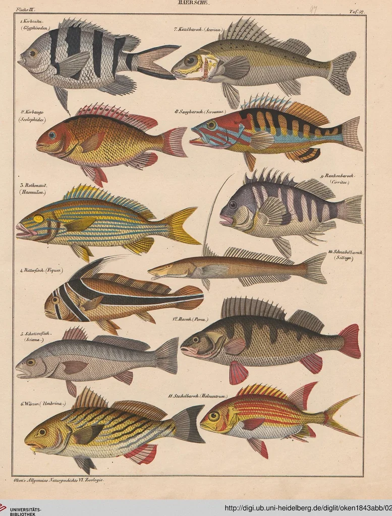 An illustration from Abbildungen zu Oken's Allgemeiner Naturgeschichte für alle Stände, 1843, leaf 262