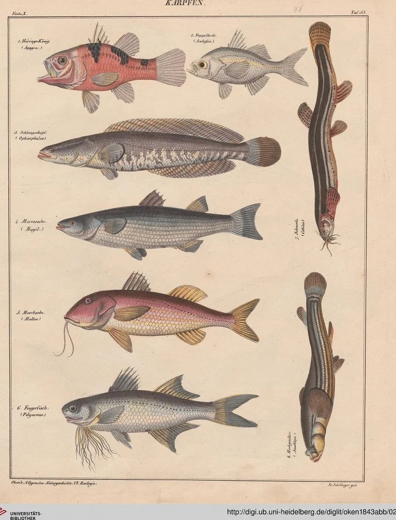 An illustration from Abbildungen zu Oken's Allgemeiner Naturgeschichte für alle Stände, 1843, leaf 263