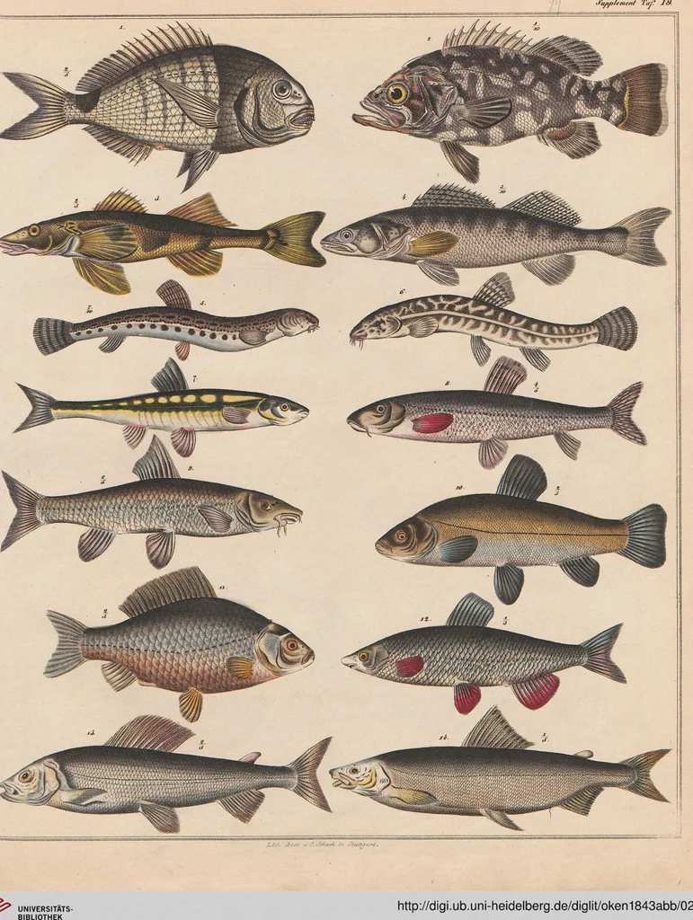 An illustration from Abbildungen zu Oken's Allgemeiner Naturgeschichte für alle Stände, 1843, leaf 264